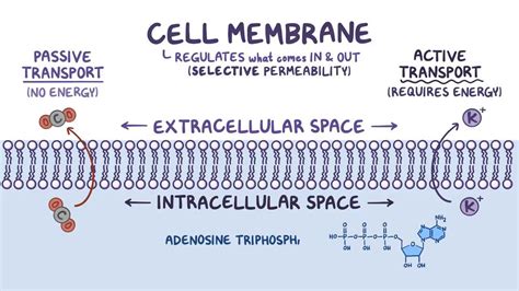 measuring cell membrane thickness|cell membrane and permeability.